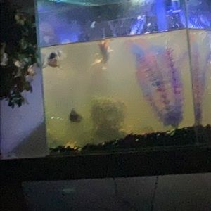 Meet your Posher, Roger